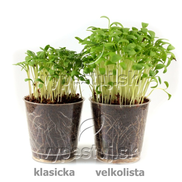 Žerucha veľkolistá semená na microgreens 1 kg